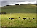 NT4124 : Bullocks grazing below Huntly Hill by Oliver Dixon