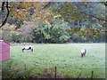 Ponies, Blengdale