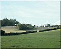 2009 : Sheep pasture west of Langley