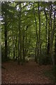 Footpath in Mill Pond Wood