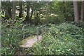 Mill Pond Wood footbridge