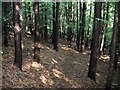 Dappled sunlight in conifer wood near Cumnor House School