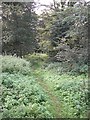 Wood alongside the Harden Burn