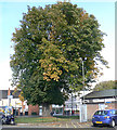 Horse Chestnut tree, Nuneaton town centre