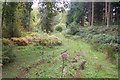 Boggy section of footpath in Hyde