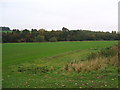 NY5630 : Fields  in the River Eamont valley by David Brown