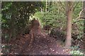 Straight bridleway in Birchfield Wood