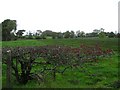 Ballynalough Townland