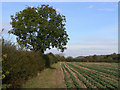 Field footpath near Hoveringham