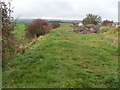 Hawthorn bushes beside old railway line