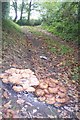 Mushroom Colonies on a footpath near Drovers