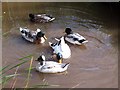 Duck pond outside holiday cottage