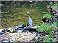 Heron beside the Alyth Burn