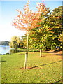 Sunny Autumn in Roath Park