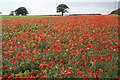 Autumn poppies