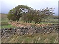 NY5958 : Dry stone walls old and new by Oliver Dixon