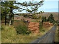 Timber Operations In The Galloway Forest