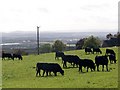 Aberdeen Angus cattle, West Tullyfergus