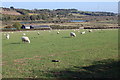 Sheep near Pannel Farm