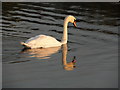 Wildlife on Kernan Lake near Gilford