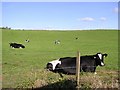 Cows, Donaghanie