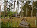 Log cabin in Warren Forest, North Yorkshire