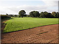 Grass turf nursery, near Bishop