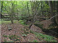 Stream in Crimbourne Wood