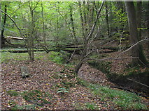 TQ0223 : Stream in Crimbourne Wood by Dave Spicer