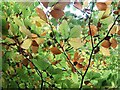 Beech leaves preparing for the winter