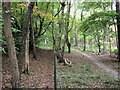 Two Trails through the woods at Buckland Hoo