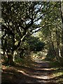 Footpath, Hightown Common