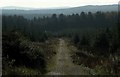 Forest track near Glenariff Forest Park