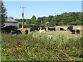 Cattle near Garrington