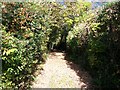 Driveway to Glan-y-gors Cottage