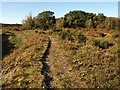 Heathland near Burley Street