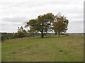 Beeches, Farthing Downs, Coulsdon