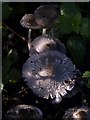 Fungi near Berry Hill Biosolids Recycling Centre