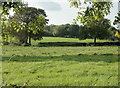 ST6350 : 2009 : Pasture near Three Tuns Farm by Maurice Pullin