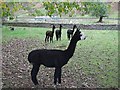 Alpacas at Ettrickhill House