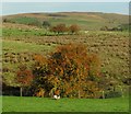 D1518 : Autumnal colours near Cargan by Rossographer