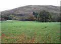 Parkland near Thirlestane Tower