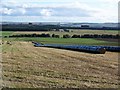 Bales in black, Shandford