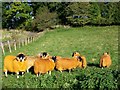 Orange sheep, East Tullyfergus