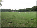 Sheep grazing on Redlands Farm