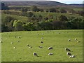 NN9539 : Sheep near Trochry by Maigheach-gheal