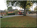 Leaves on the grass in Cromwell Road