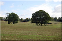 TQ5139 : Two trees, Chafford Park by N Chadwick
