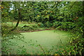 Algae covered pond by the Wealdway