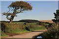 Tree by a  country road